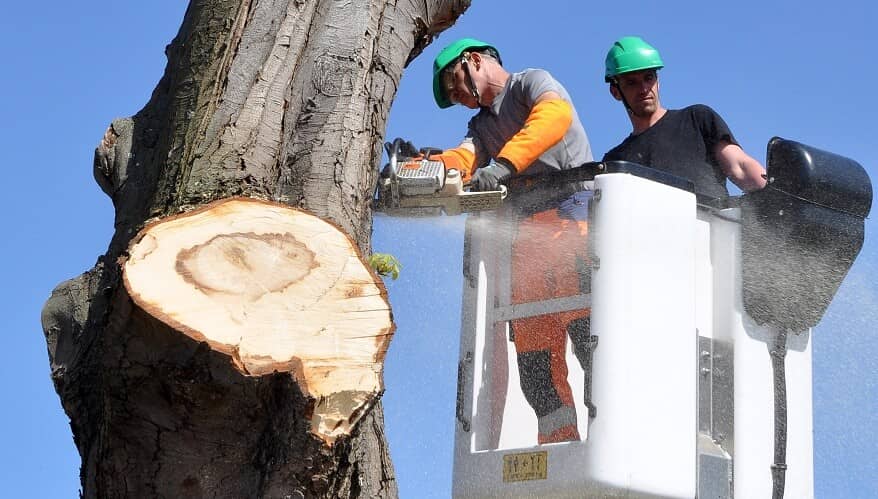 tree-cutting-878